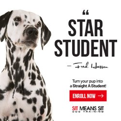 Sit Means Sit Dog Training - Bel Air - Star Students Any Dog Any Age Any Problem