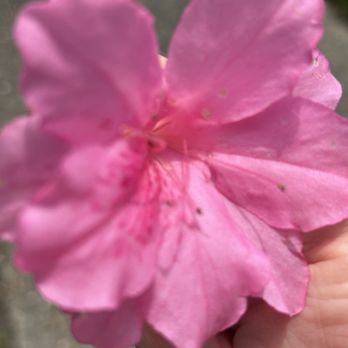 Latitude Seafood - Pink Azalea - Seafood Near Me - Chesterfield, Virginia Latitude Seafood - Pink Azalea - Seafood Near Me - Chesterfield, Virginia