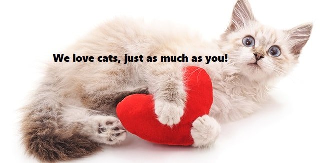 Denver Kitty - pet boarding facility in Littleton, CO