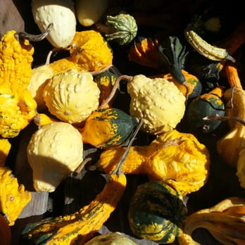 Old Cider Mill - Gourds - Farmers Market Near Me - Glastonbury, Connecticut