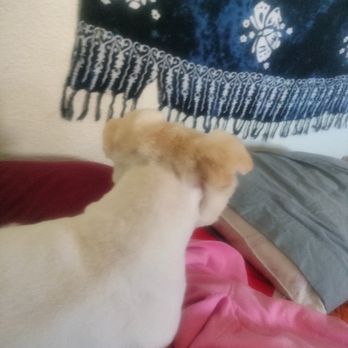 Kristi's Pet Grooming - Boo. - Pet Groomers Near Me - Reno, Nevada