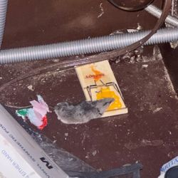 Grant Street Apartments - Mouse found in unit