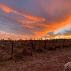 Hannah's Hill Vineyard - Sunset view of road heading out of HHV