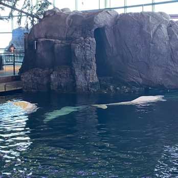 Shedd Aquarium - Aquariums Near Me - Chicago, Illinois