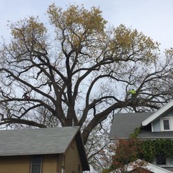 Capital City Tree Experts