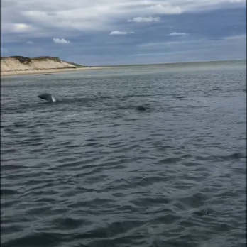 Chatham Boat Tours - Seals jumping and hunting - Boat Tours Near Me - Chatham, Massachusetts
