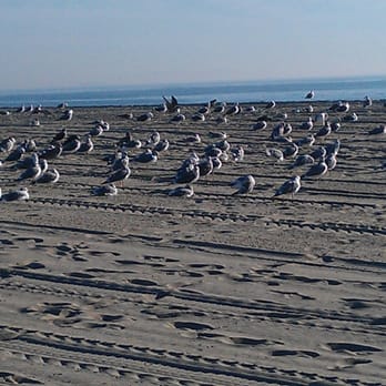 Venice Beach Boardwalk - Venice Beach - Beaches Near Me - Venice, California