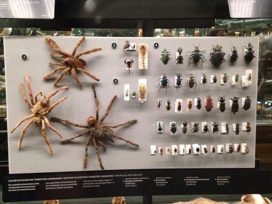 Museum of Natural Sciences of Barcelona by null