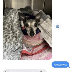 Primary Care Animal Hospital - They texted me with updates. Thank you for taking care of my zemira