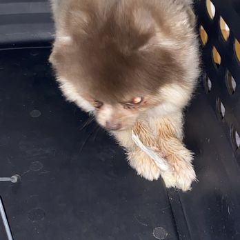 Dan Perata Training - Pet Training Near Me - San Francisco, California