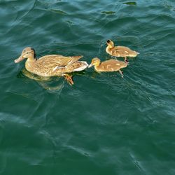 Macdonalds Hudson Bay Resort - Mama and her babies