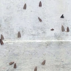 Igreja Nossa Senhora da Penna - Mariposas!!!!