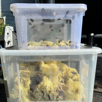 Bee’s Knees Apiaries - Bumblebee Nest - Pest Control Near Me