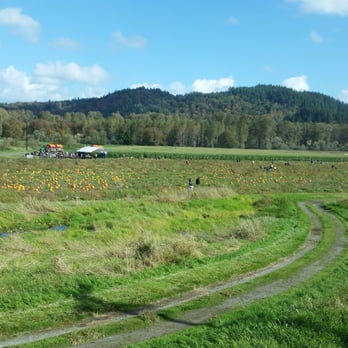 Bob's Corn & Pumpkin Farm - View of the 3rd pumpkin patch and grown up corn maze from the kids corn maze area. This place is HUGE! - Pumpkin Patches Near Me - Snohomish, Washington Bob's Corn & Pumpkin Farm - View of the 3rd pumpkin patch and grown up corn maze from the kids corn maze area. This place is HUGE! - Pumpkin Patches Near Me - Snohomish, Washington