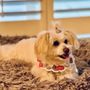 Photo of Cha Cha Pet Grooming & Daycare