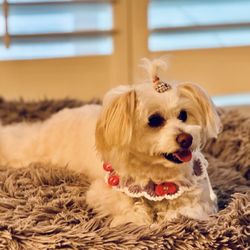 Cha Cha Pet Grooming & Daycare