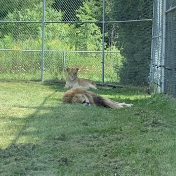 Parc Safari - Lions - Zoos Near Me - Saint-Bernard-de-Lacolle, Quebec