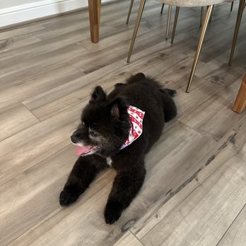 Amigoni's Pet Friends - Maria made Chewy look so handsome and smell amazing! - Pet Groomers Near Me - Houston, Texas