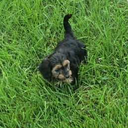 Our pup Daisy!