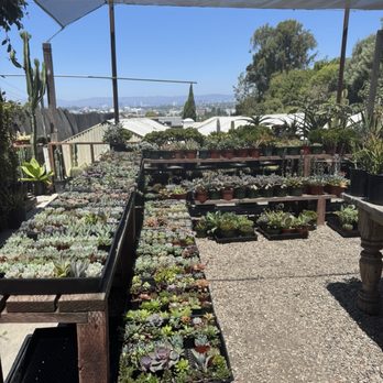 Rolling Greens - Succulent area with a view - Nurseries & Gardening Near Me - Culver City, California Rolling Greens - Succulent area with a view - Nurseries & Gardening Near Me - Culver City, California