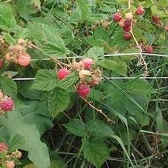 Ten Acre Garden - Pick Your Own Farms Near Me - Canton, North Carolina