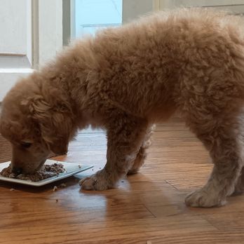 CT Breeder - Day 2 eating more.  We mixed in some boiled chicken bits as well, mixing the dry and wet food Alison sold us. Be careful no bones. - Pet Breeders Near Me - Norwalk, Connecticut