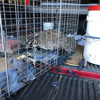 1st Response Wildlife - Badger heading for relocation - Wildlife Control Near Me - Tucson, Arizona
