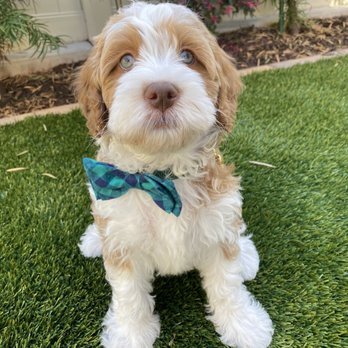 Rosebud Australian Labradoodles - Pet Breeders Near Me - Encinitas, California