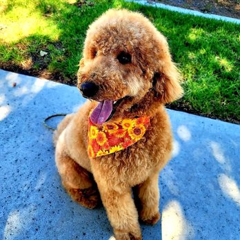 Reasons to Wag - Pet Groomers Near Me - Chula Vista, California Reasons to Wag - Pet Groomers Near Me - Chula Vista, California