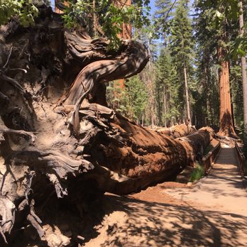 Trail of 100 Giants - Hiking Near Me - Springville, California Trail of 100 Giants - Hiking Near Me - Springville, California