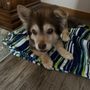 Rachel Ann's Country Clips Pet Grooming