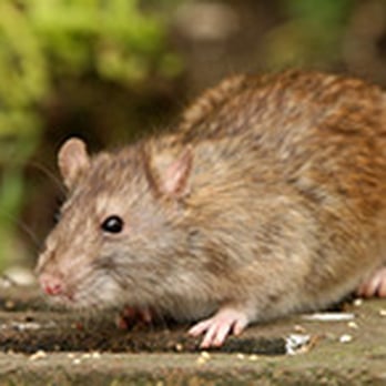 Knock Em Out Pest Control - Pest Control Near Me - Howell, Michigan Knock Em Out Pest Control - Pest Control Near Me - Howell, Michigan