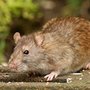 Photo of Knock Em Out Pest Control