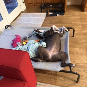 Bullies and Buddies - Another afternoon nap - Animal Shelters Near Me Bullies and Buddies - Another afternoon nap - Animal Shelters Near Me