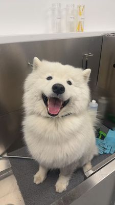 DOG-All inclusive bath package - This sweet pup came in for a full spa bath! We trimmed the nails, cleaned the ears, shaved the paw pads, expressed the anal glands, and did a good deshedding. Now they’re all clean, comfy, and ready for cuddles! 🛁🐾