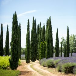 Lavender Ranch