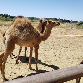 Oasis Camel Dairy - Baby camels! - Attraction Farms Near Me - Ramona, California Oasis Camel Dairy - Baby camels! - Attraction Farms Near Me - Ramona, California