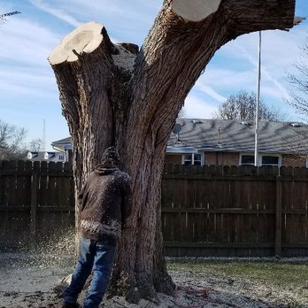 Coleman Lawn and Tree Services - No tree too large! - Tree Services Near Me - Springfield, Ohio