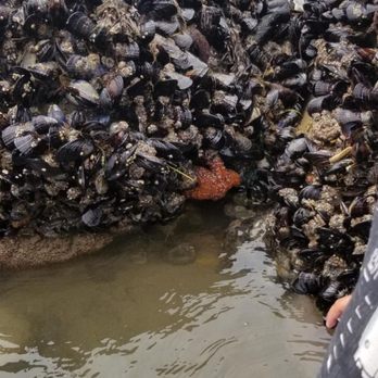 El Capitan State Beach - Tide pools! - Parks Near Me - Goleta, California