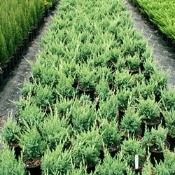 Liner Source, Inc. - LSI - Junipers!
