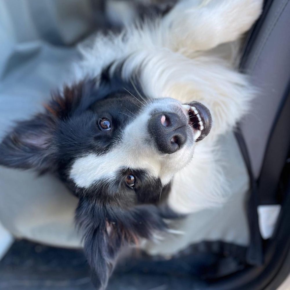 Trailing Tails - My pup being a goofball in the truck - Dog Walkers Near Me Trailing Tails - My pup being a goofball in the truck - Dog Walkers Near Me