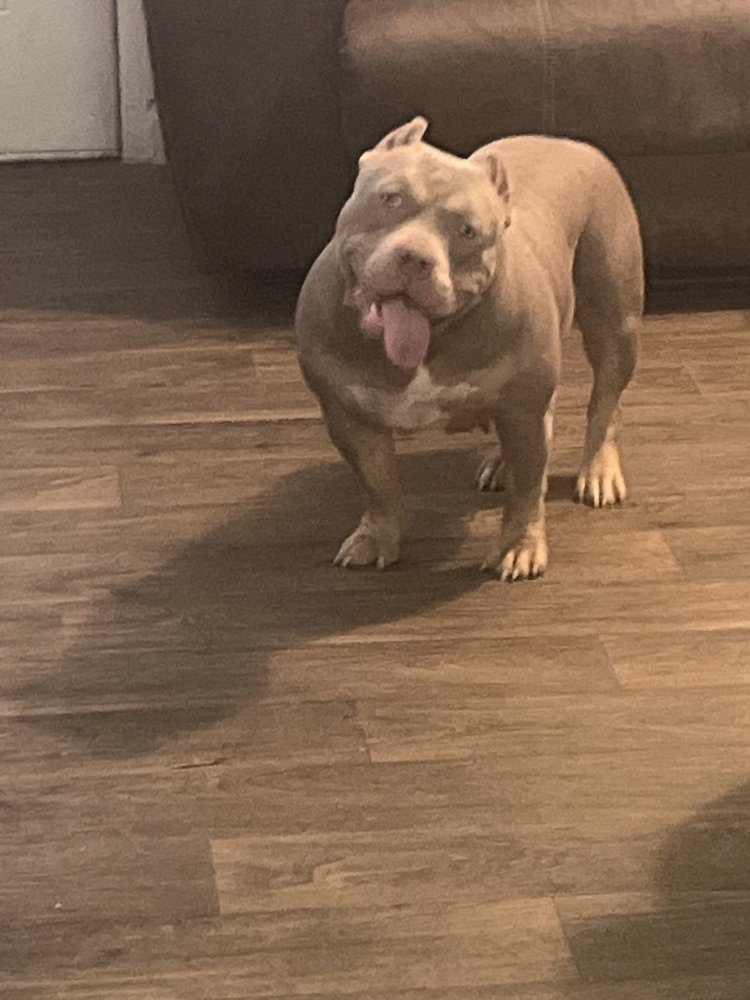 STARTED FROM THE BOTTOM KING KENNELS Tampa, Florida Pet Breeders