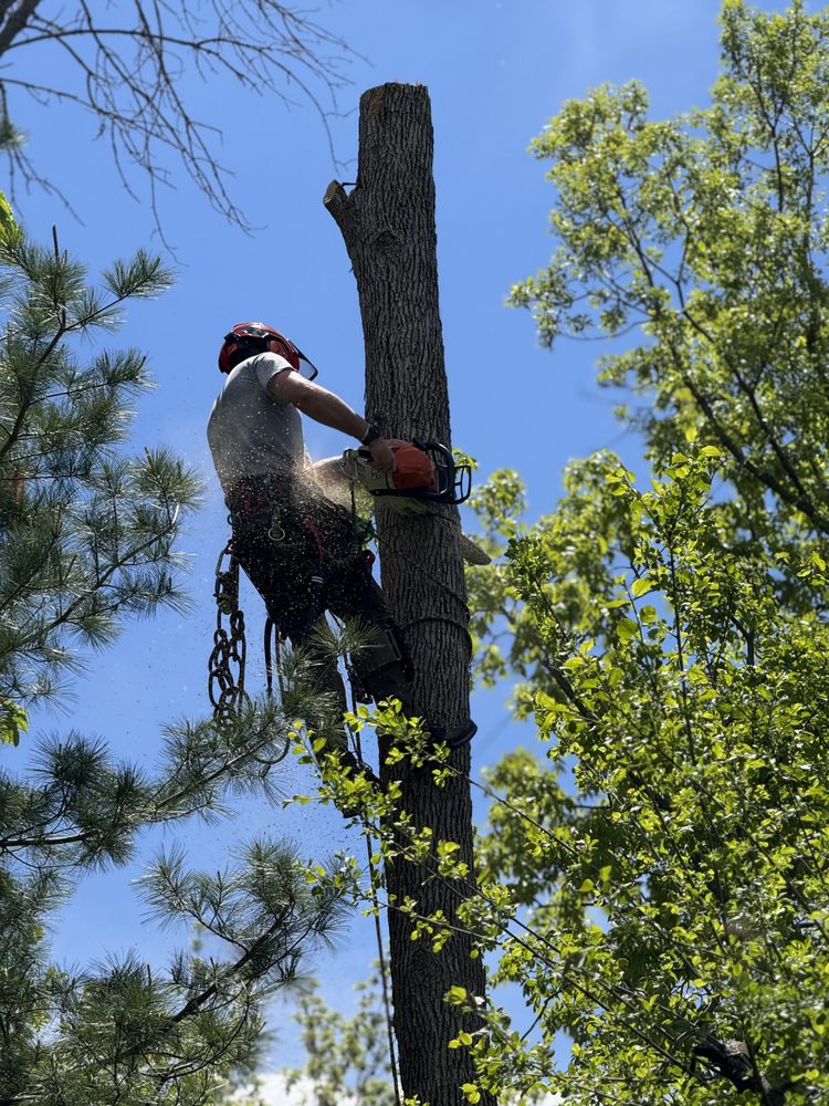 Faithful Timbers Contract Climbing - tree service in Wasilla, AK