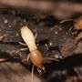 Photo of ABC Pest Control