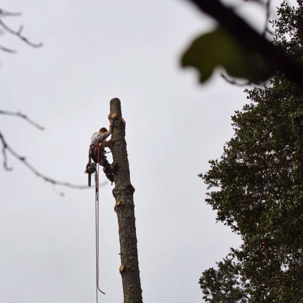 Sunderland Tree - What a difference! - Tree Services Near Me - Boulder Creek, California Sunderland Tree - What a difference! - Tree Services Near Me - Boulder Creek, California