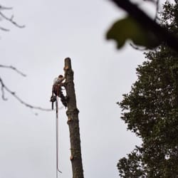 Sunderland Tree - What a difference!