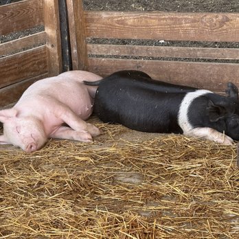 Bowles Farm - Pigs - Pumpkin Patches Near Me - Clements, Maryland Bowles Farm - Pigs - Pumpkin Patches Near Me - Clements, Maryland