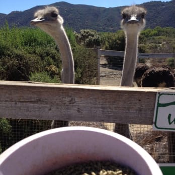 Ostrichland USA - I fed these bad boys! - Attraction Farms Near Me - Solvang, California Ostrichland USA - I fed these bad boys! - Attraction Farms Near Me - Solvang, California