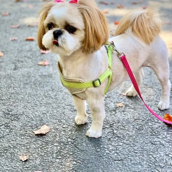 Pet Groom - Pet Groomers Near Me Pet Groom - Pet Groomers Near Me