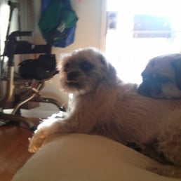 Zoolie and Ipo after a walk with Christine Zoolie and Ipo after a walk with Christine